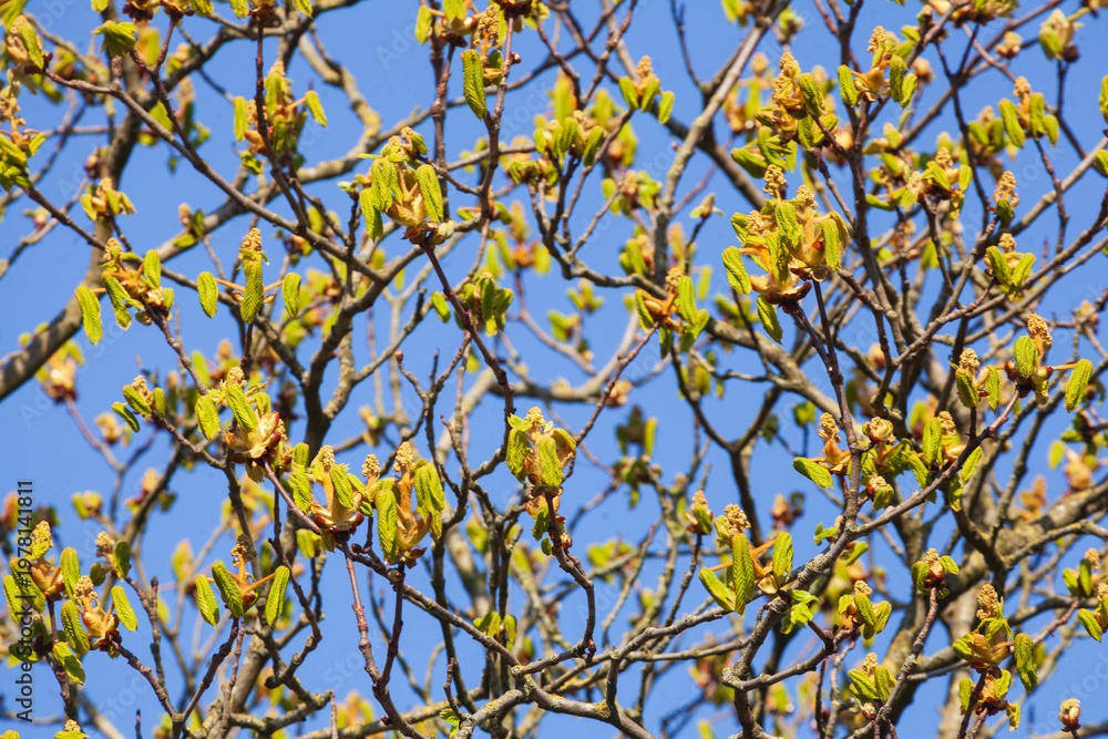 Fototapeta premium Grüne Knospen auf Baumzweigen einer Kastanie im Frühling, Deutschland