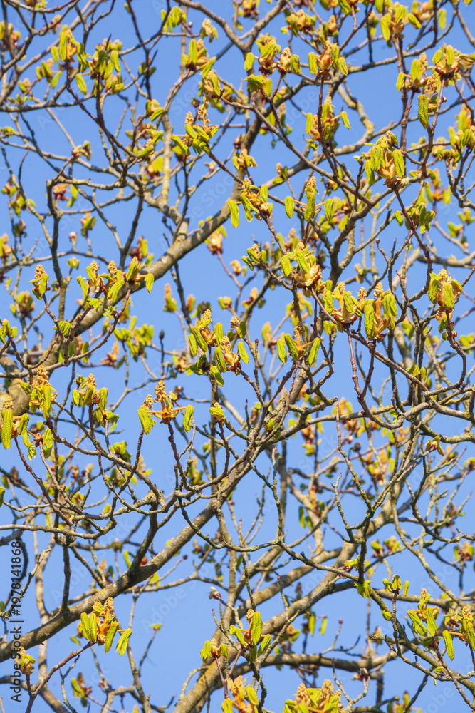 Fototapeta premium Grüne Knospen auf Baumzweigen einer Kastanie im Frühling, Deutschland
