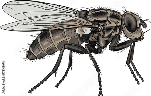 A high-quality, detailed illustration of a common housefly (Musca domestica) isolated on a white background. Perfect for educational, scientific, or pest control materials.