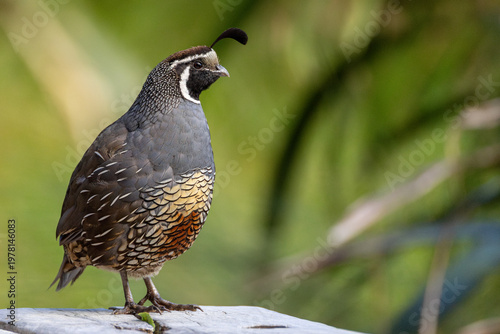 Obraz na płótnie Male California Quail (Callipepla californica) perched on a wooden post against