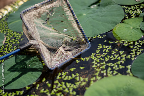 Fotografie Close up of a small fishing net resting on a pond surface covered with green lot