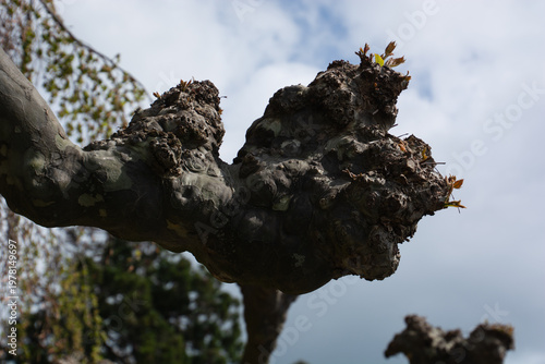 In the foreground new shoots are visible on a thick branch of a plane tree
