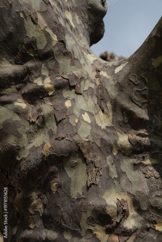 abstract trunk of a plane tree with a mosaic of colorful bark flakes
