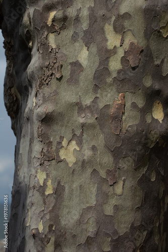 The beautiful pattern on a plane tree trunk with the most amazing colors