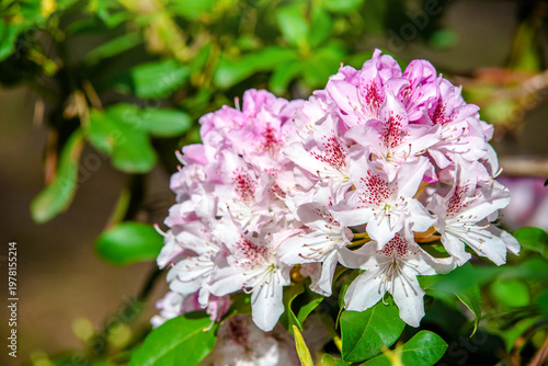 Wallpaper Mural pink rhododendron blooms in the Botanical garden Torontodigital.ca