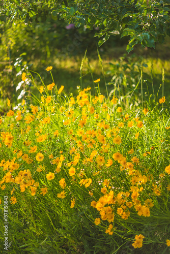 Beautiful meadow with yellow flowers by summer sunny day