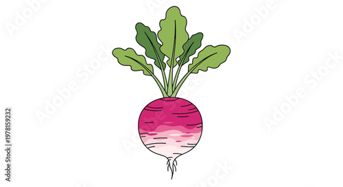 Fresh organic pink radish with healthy green leaves and detailed root system illustrated on a clean white background.