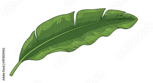 Large vibrant green banana leaf with detailed texture and veins isolated on a clean white background for nature design.