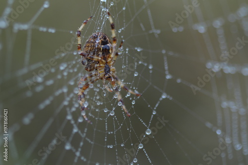 Canvas-taulu spider on web