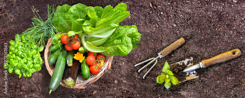 basket filled with colorful fresh vegetables in the garden