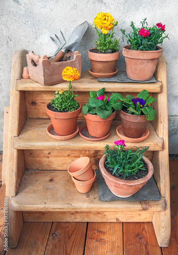 colorful flowers potted arrangement on a wooden shelf  against a wall with te...