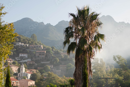 Early morning in Corsica, with a big palm tree, houses, and mountains in the background. A beautiful scenery of Corsica.