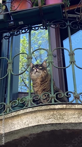 cat on the roof