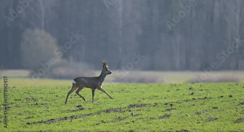 Obraz Samiec sarny (kozioł) biegnący wczesną wiosną przez pole, trawę, na tle lasu