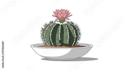 Round barrel cactus with sharp needles and a single pink blooming flower on top sitting in a wide white bowl shaped ceramic pot.