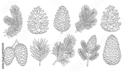 Comprehensive collection of various pine cone species and evergreen needle branches shown as detailed botanical sketches.