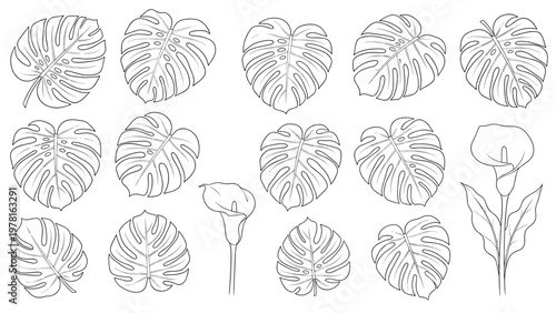 Beautiful botanical collection of hand drawn monstera leaves and elegant calla lily flowers in black and white style.