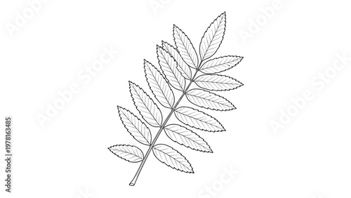 Detailed hand drawn botanical sketch of a rowan tree leaf branch with many small leaflets on a white background.