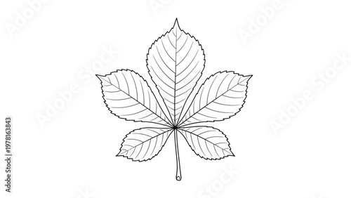 Detailed line art illustration of a single chestnut leaf showcasing intricate veins and serrated edges on a plain white background.