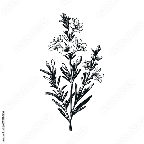 Detailed black ink sketch of a flowering plant with delicate petals and long leaves, hand-drawn style on white background, concept of nature and botany