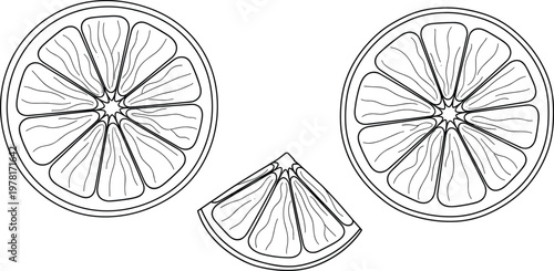 Lemon slices outline drawing set, citrus fruit cross section line art isolated vector illustration for food design and coloring pages