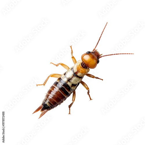 Close-up of brown and black earwig insect isolated on transparent background