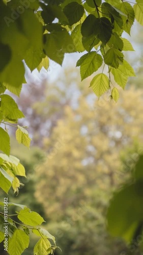 Fresh green leaves swaying gently on tree branches, soft focus nature background with bokeh sunlight filtering through foliage in a peaceful park.