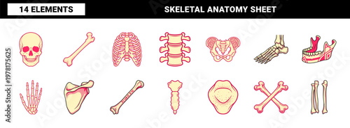 Human Bone Anatomy Vector Assets.