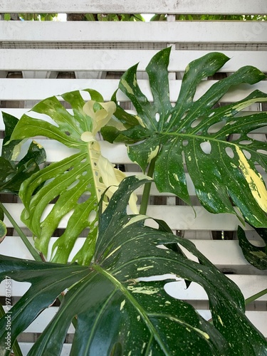 Wallpaper Mural green leaves in the garden Torontodigital.ca