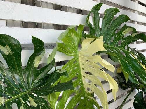 Wallpaper Mural plant in the garden Torontodigital.ca