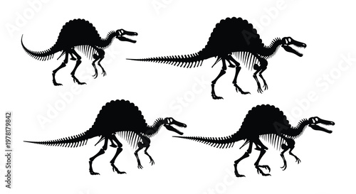 Spinosaurus skeletons depicted in various poses showcasing prehistoric anatomy