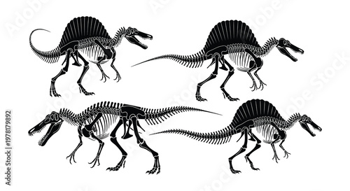Spinosaurus skeletons depicted in various poses showcasing prehistoric anatomy