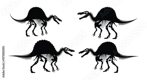 Spinosaurus skeletons depicted in various poses showcasing prehistoric anatomy