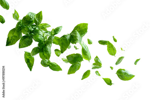 Fresh green basil leaves falling isolated on transparent background