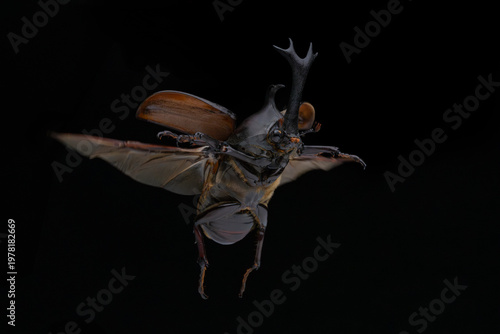 Tableau sur toile 羽を広げ飛んでいるオスのカブトムシの黒背景写真