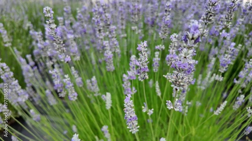 Field of lavender. Lavender flowers in summer. France Provence lavender field. Beautiful purple lavender bloom in nature. Composition of nature. Summer blooming flower. Blooming flower field