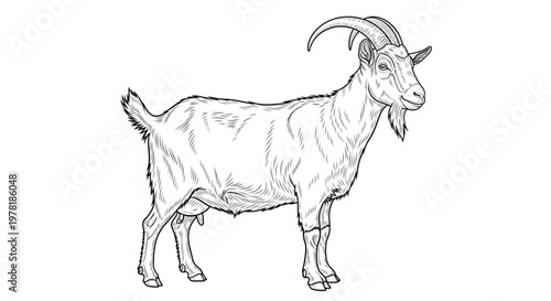 goat with horns 