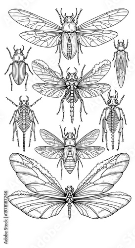 A detailed illustration of various beetle species and insects