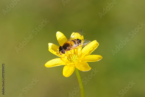 Female hoverfly, Spring Smoothtail, Epistrophe eligans, family hoverflies (Syrphidae) on a flower of lesser celandine or pilewort (Ficaria verna). Spring, April, Netherlands.