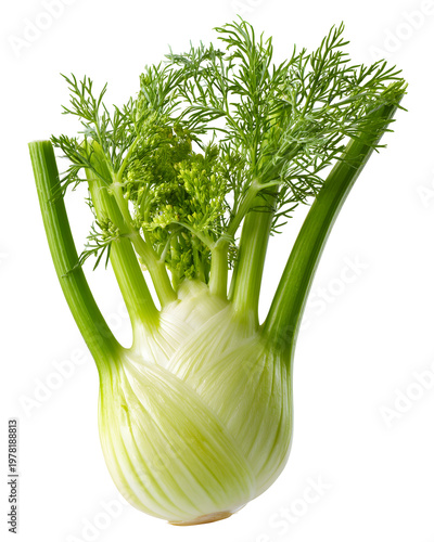 Fresh organic fennel bulb with green fronds isolated on transparent background