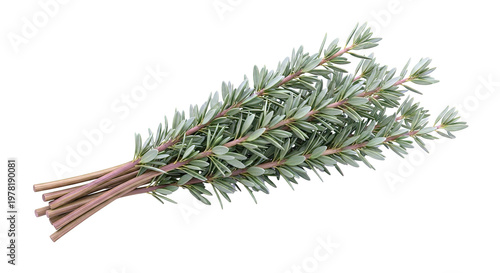 Fresh sprigs of rosemary on a white background