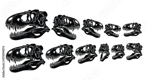 Evolutionary progression of theropod dinosaur skulls from ancient to modern forms Vector