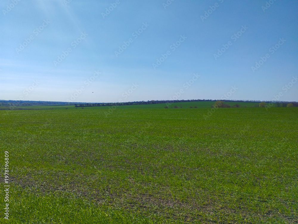 Fototapeta premium A vast green field of winter crops stretches under a clear blue sky, creating a minimalist and soothing spring landscape. The flat horizon line with a distant forest belt emphasizes the scale of agric