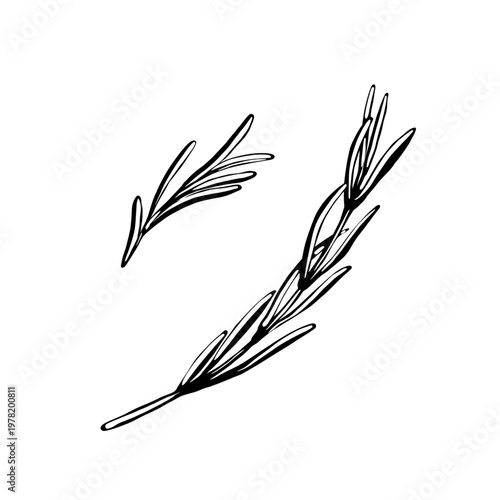 Rosemary botanical set in minimalist vector line art. Two sprigs of fragrant herbs for home decor posters, eco-friendly stationery, spice jar labels, textile prints and modern gallery wall art