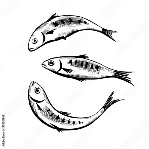 Sardine fish set in minimalist black and white vector line art. Three dynamic swimming fishes for eco-friendly apparel print, marine branding, organic seafood packaging and modern poster graphics