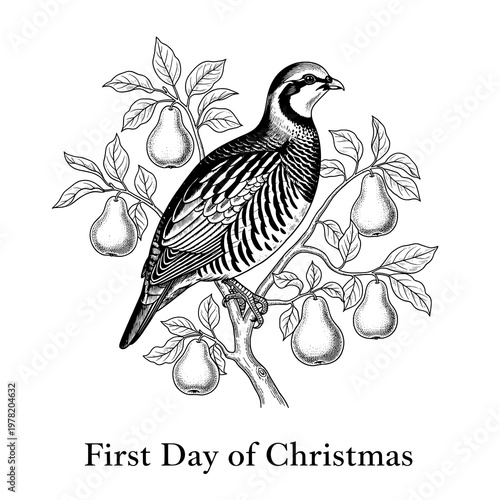Vintage Engraving Illustration of a Partridge in a Pear Tree for Christmas