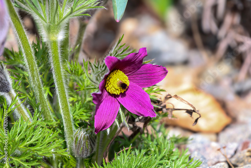 Vibrant purple pasqueflower blooms with fuzzy stems in soft sunlight