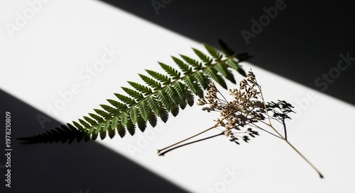 Fern and Dried Flowers Composition on White Surface.