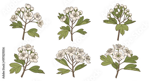 Detailed botanical illustrations of white hawthorn flowers with green leaves shown in various stages of blooming on separate branches.