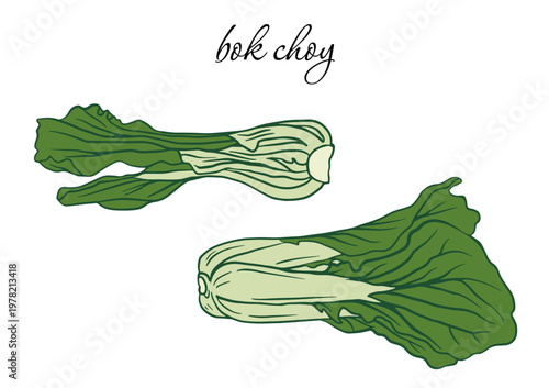 Bok choy heads: a green vegetable, leafy green. This isolated, hand-drawn vector doodle set is perfect for culinary illustrations, Asian cuisine concepts, and packaging design.